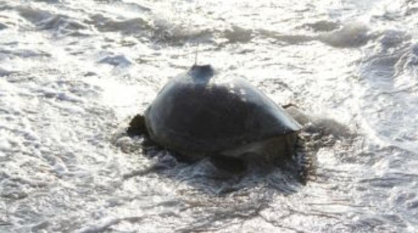 Uydu Cihazı Takılarak Denize Bırakılan Deniz Kaplumbağısı G&ouml;revini Tamamladı