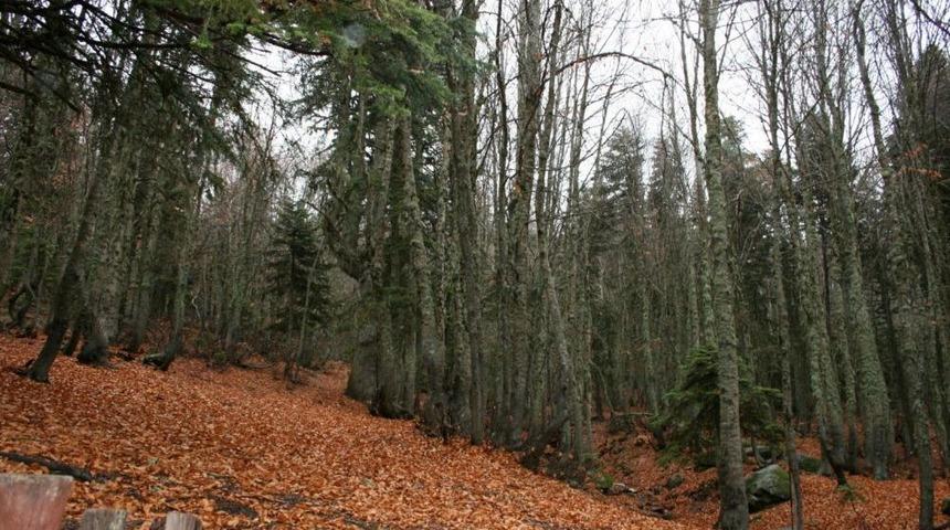 AFAM: Meclis'teki Orman Yasa Tasarısı T&uuml;rkiye&rsquo;nin Ekolojisini Bitirir