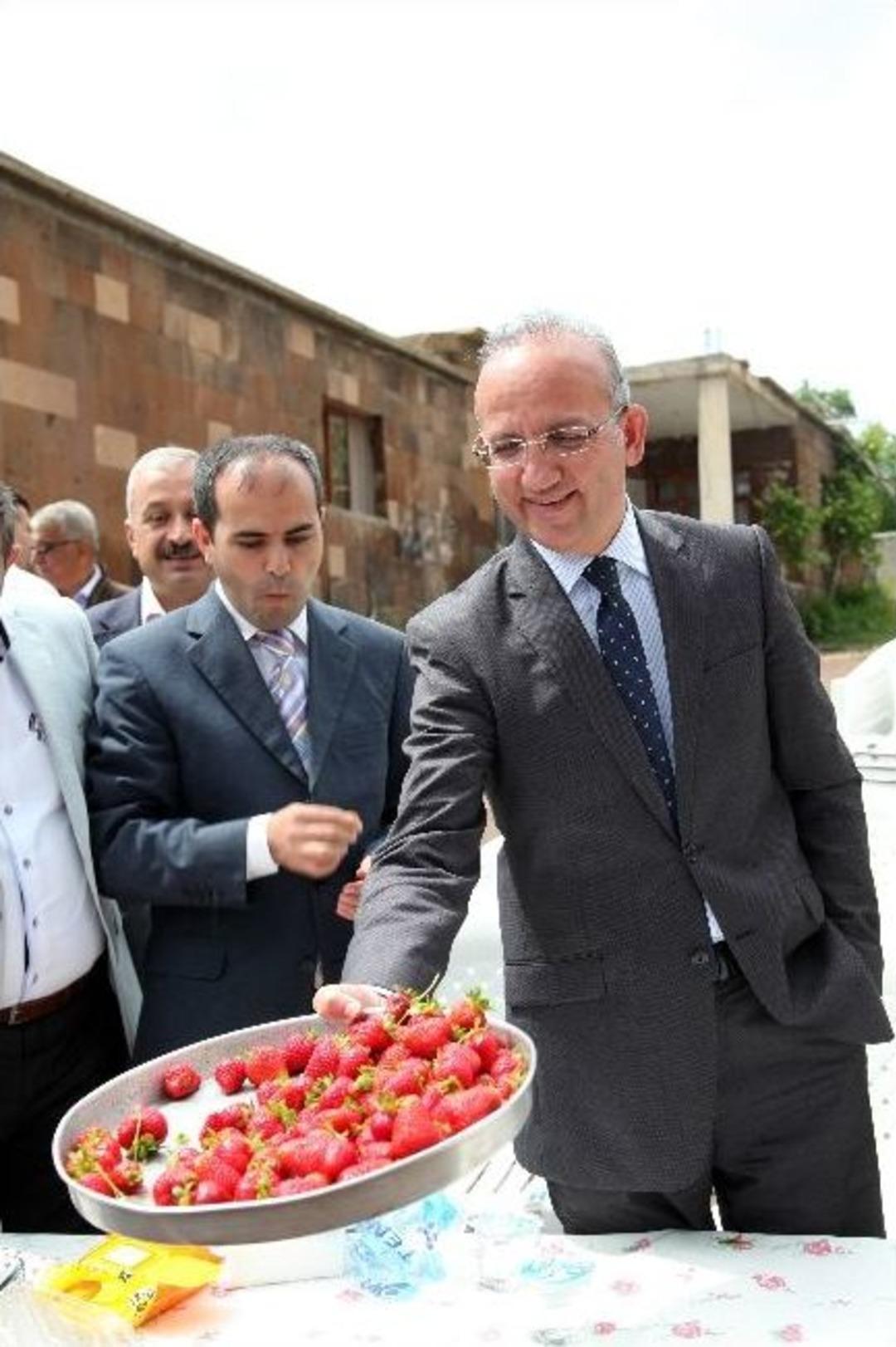 Bitlis Valisi &Ccedil;ilek Topladı