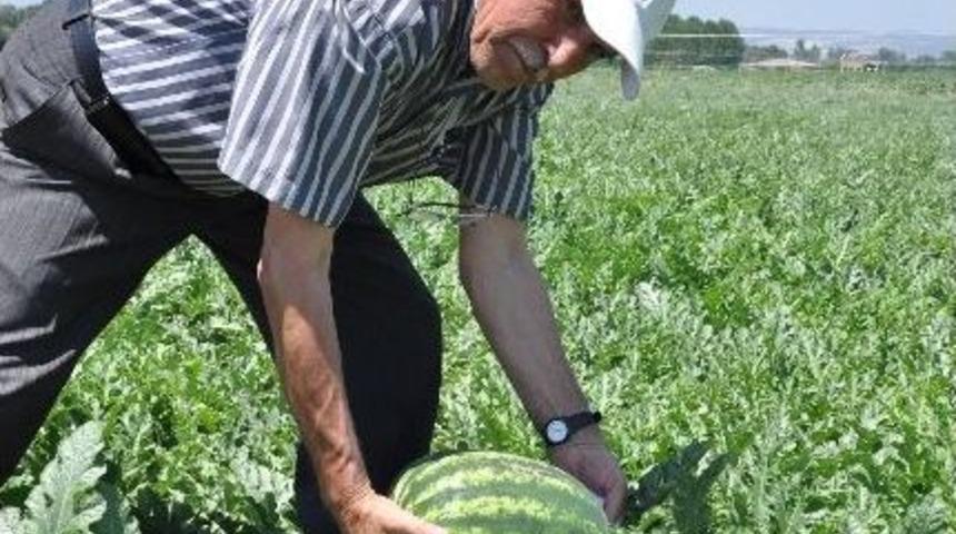 İneg&ouml;l Karpuzu Adana&rsquo;ya Rakip