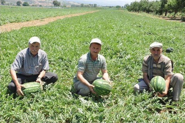 İnegöl Karpuzu Adana’ya Rakip