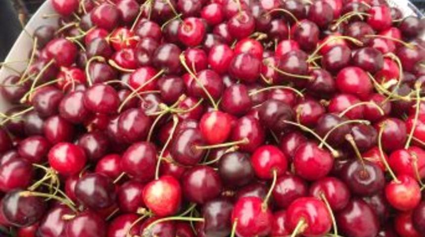 Demircili Kiraz &Uuml;reticileri Fiyatlara Isyan Etti