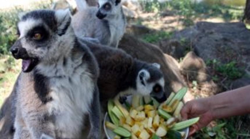 Ayılar Karpuz, Lemurlar Meyve Salatası Ile Serinliyor