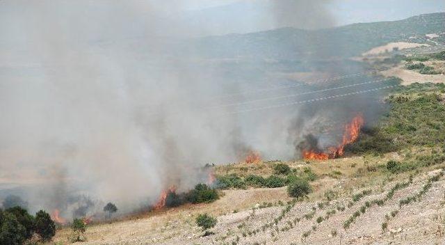 Didim’de Makilik Yangını