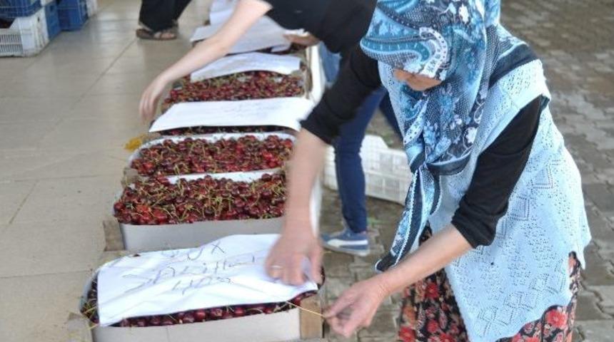 Demirci&rsquo;de Kiraz &Uuml;reticisi Dertli