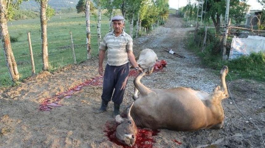 Akdağmadeni&rsquo;nde Elektrik Akımına Kapılan 2 İnek Kesildi
