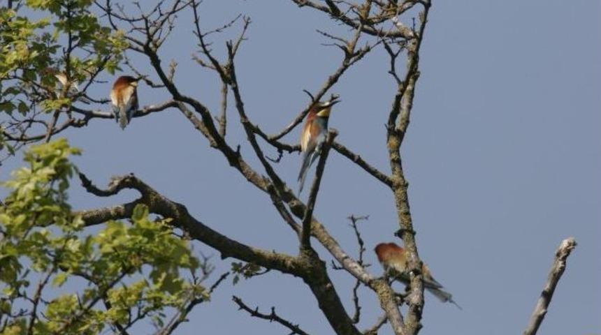 Acarlar Longozunda Kuruyan Ağaçlara İnceleme