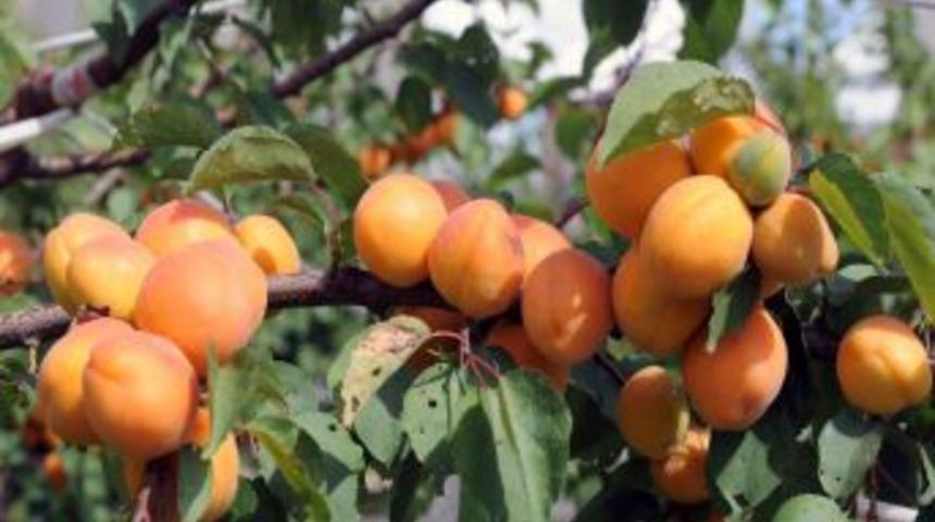 Bağcılar Halkı Dalından Kayısı Yiyecek