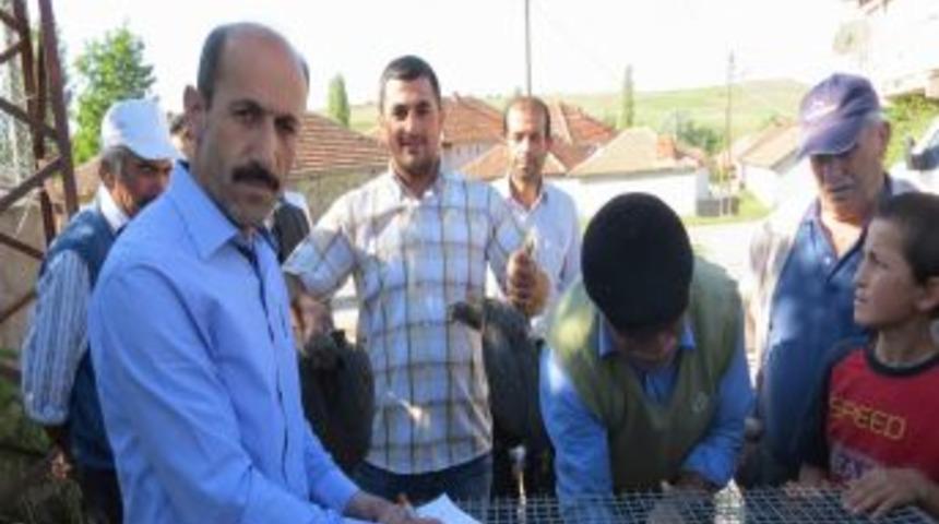 K&ouml;yl&uuml;lere Keneyle M&uuml;cadele I&ccedil;in 500 Be&ccedil; Tavuğu Dağıtıldı