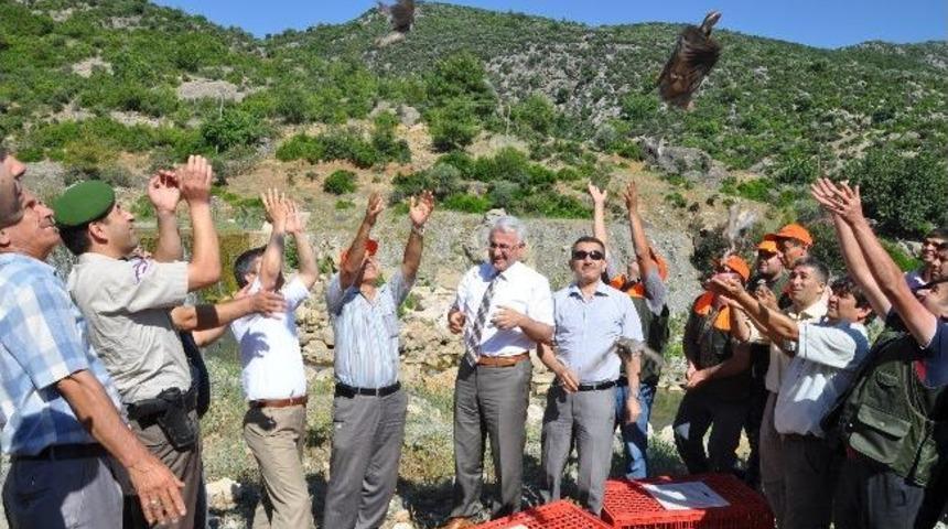 Kene Ve S&uuml;ne Avcısı Kınalı Keklikler Doğaya Bırakıldı