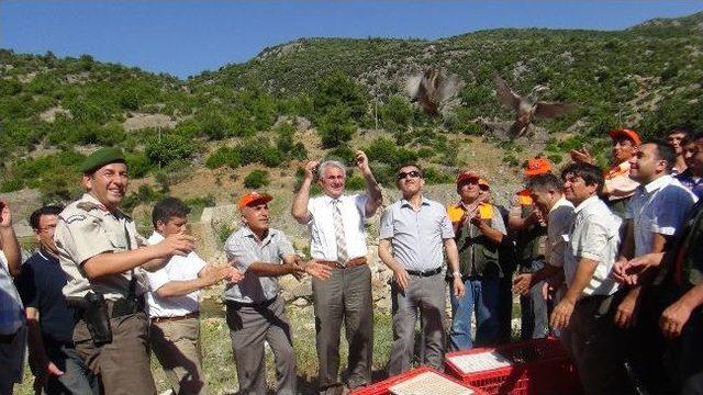 Kene Ve Süne Avcısı Kınalı Keklikler Doğaya Bırakıldı