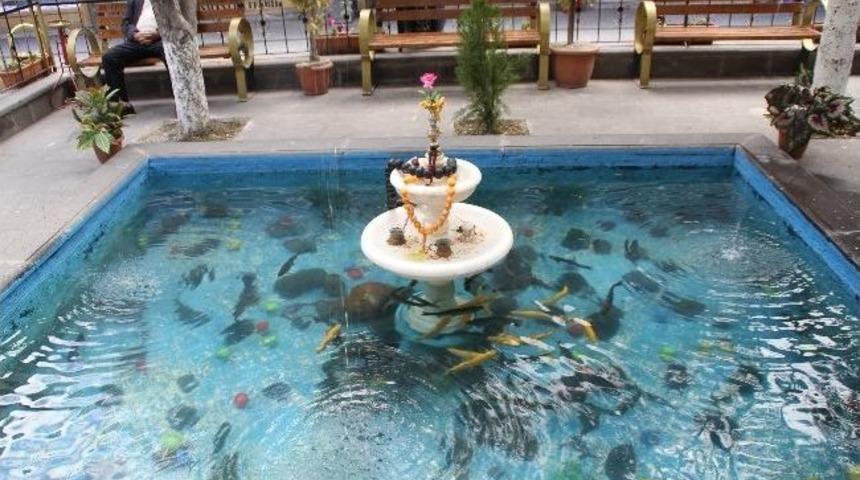 Yaz Geldi Taşhan&rsquo;daki S&uuml;z Havuzunda Balıklar Yerini Aldı