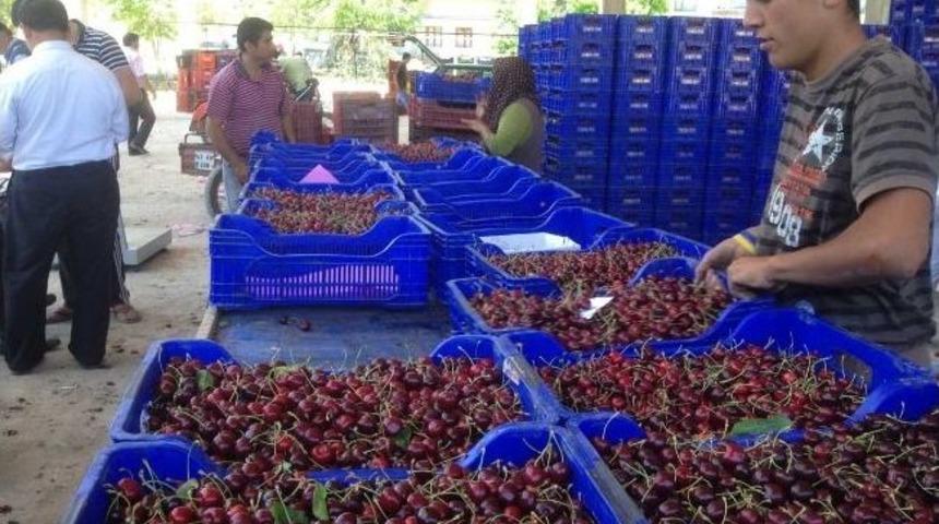 Bir Bardak &Ccedil;aya Bir Kilo Kiraz