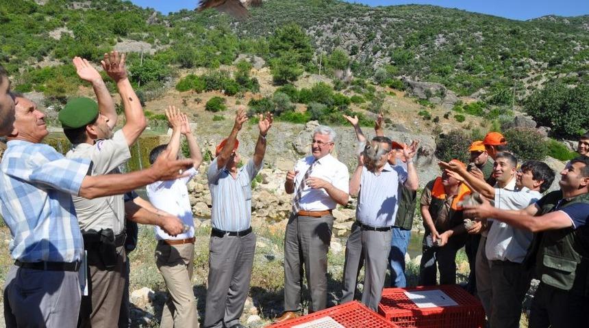 Doğaya 500 Adet Kınalı Keklik Bırakıldı