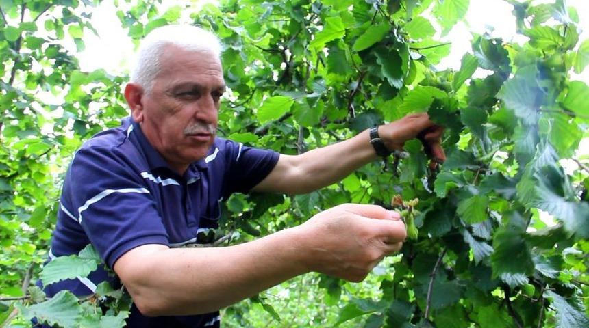 Fındık Rekolte Tespit &Ccedil;alışmaları Başladı