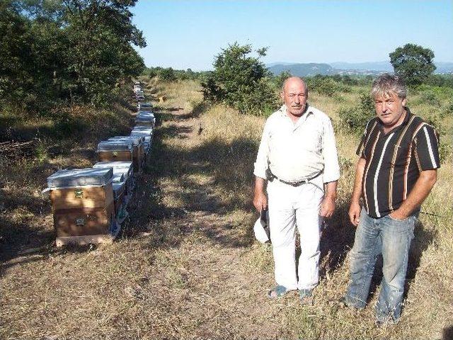 Kazdağları Arıcıların Gelir Kapısı Oldu