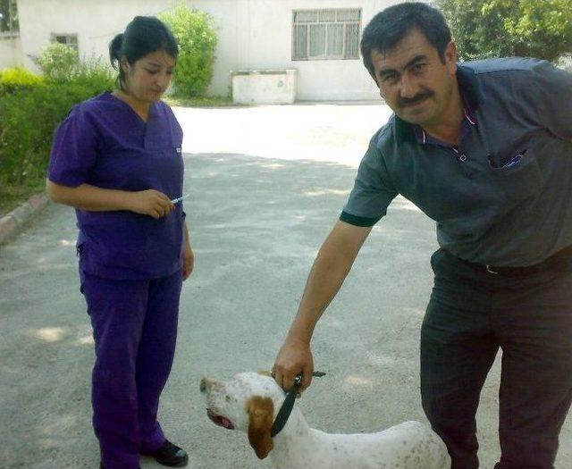 Sahipli Köpeklere Kuduz Aşılaması