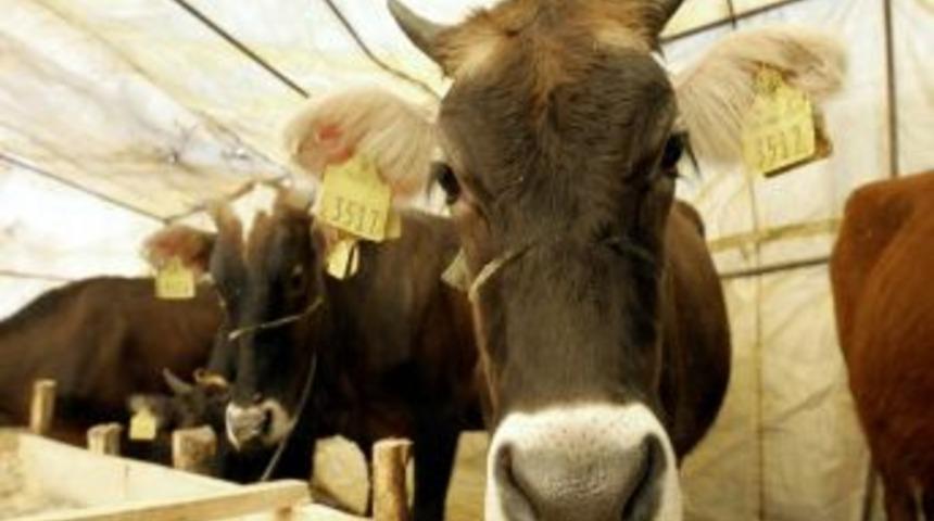 Yerli Sığırın Fiyatı D&uuml;şt&uuml;