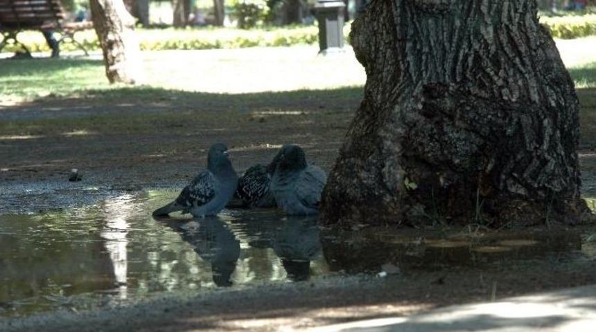 Adana&rsquo;da Sıcaklar Bunaltmaya Başladı