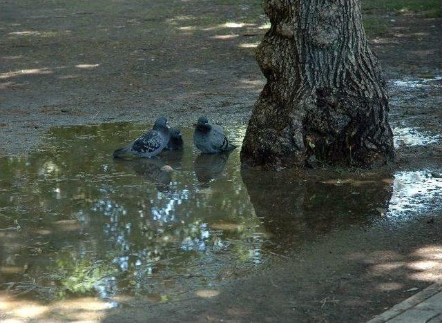 Adana’da Sıcaklar Bunaltmaya Başladı