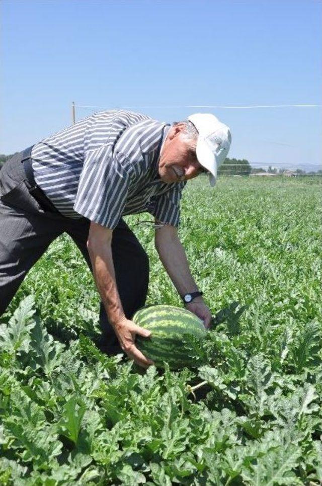 Kulaca Kooperatifi Çiftçilere Örnek Oluyor