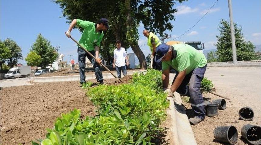 Başiskele D&ouml;rt Mevsim Yeşil