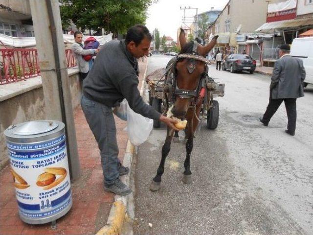 Bayat Ekmek Toplama Kutuları Ekmek İsrafını Önemli Ölçüde Durdurdu