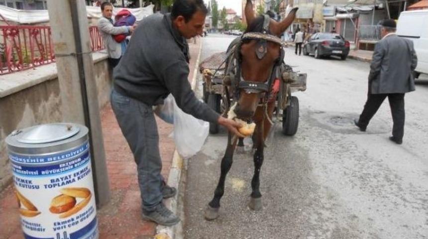 Bayat Ekmek Toplama Kutuları Ekmek İsrafını &Ouml;nemli &Ouml;l&ccedil;&uuml;de Durdurdu