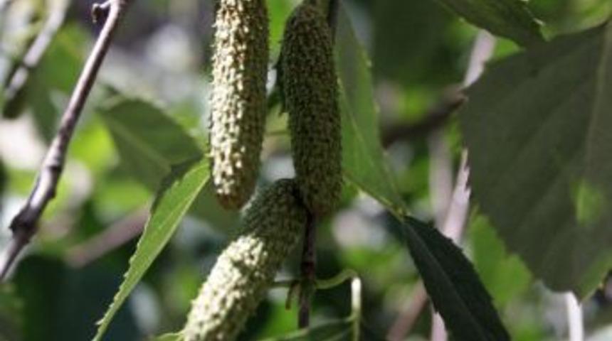 'Polen, Alerji Olmaktan &Ccedil;ıkıp Can Alıcı Boyuta Kadar Ulaşıyor'