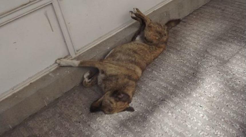 Bu Sıcaklarda En İyisi G&ouml;lgede Uyumak