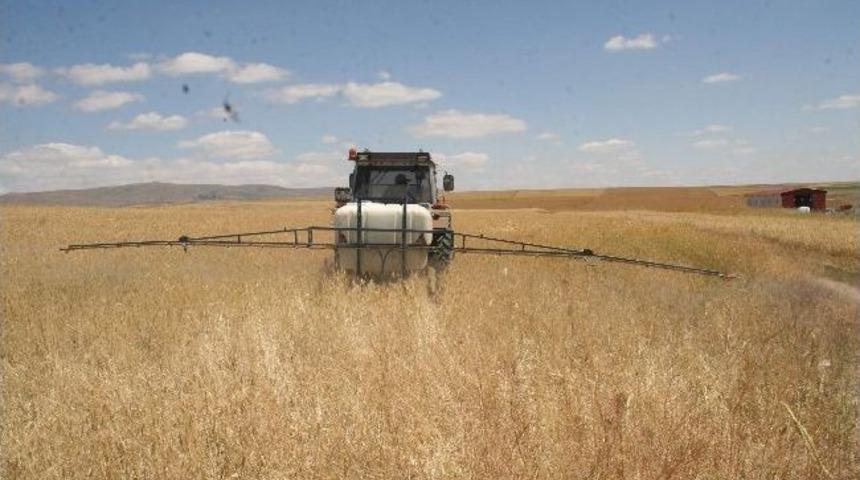 Yozgat&rsquo;ta 93 Bin Dekar Alan S&uuml;neye Karşı İla&ccedil;lanacak