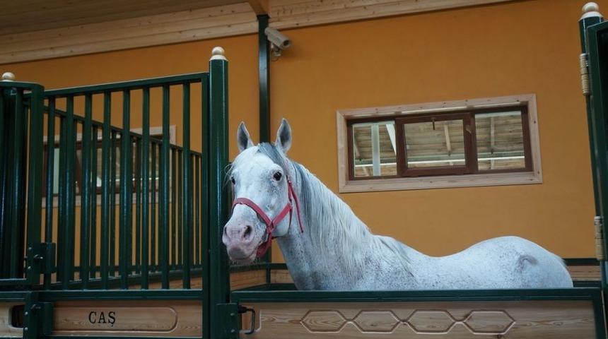 Devlete Milyonlar Kazandıran Aygır Caş'ı Bakan Eker Kamera Ile Takip Ediyor