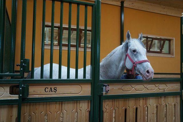 Devlete Milyonlar Kazandıran Aygır Caş'ı Bakan Eker Kamera Ile Takip Ediyor