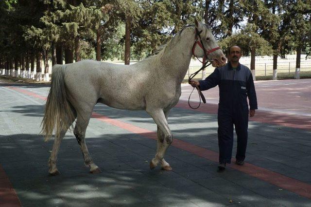 Devlete Milyonlar Kazandıran Aygır Caş'ı Bakan Eker Kamera Ile Takip Ediyor