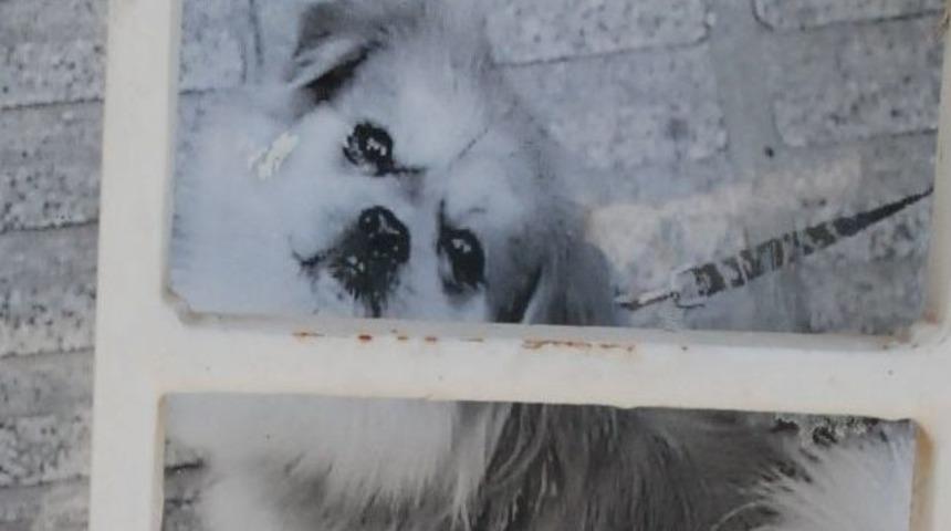 Kayıp K&ouml;peğini Bulana 1000 Dolar Verecek