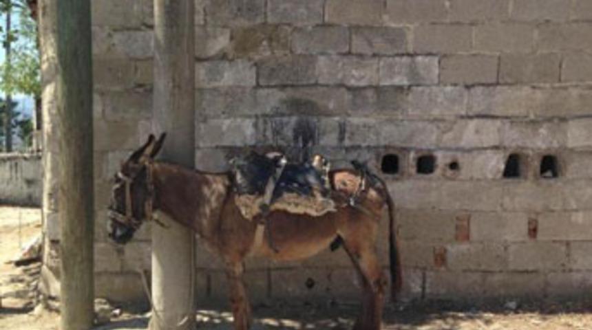 &Ccedil;iftleşmeye gelen eşeği pompalıyla &ouml;ld&uuml;rd&uuml;