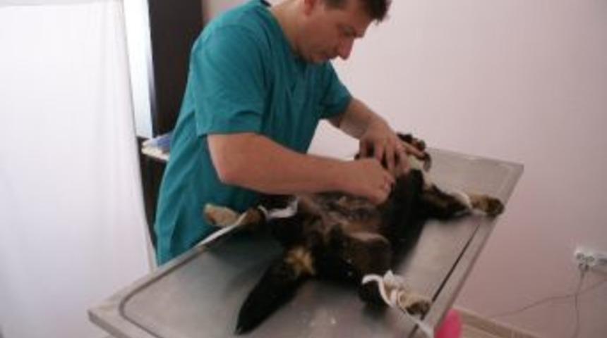 Belediye Veteriner İşleri Birimi Sokak Hayvanlarının Kısırlaştırma Operasyonlarına Başladı