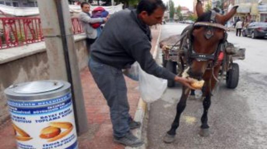 Bayat Ekmeklerle Evcil Hayvanlar Besleniyor