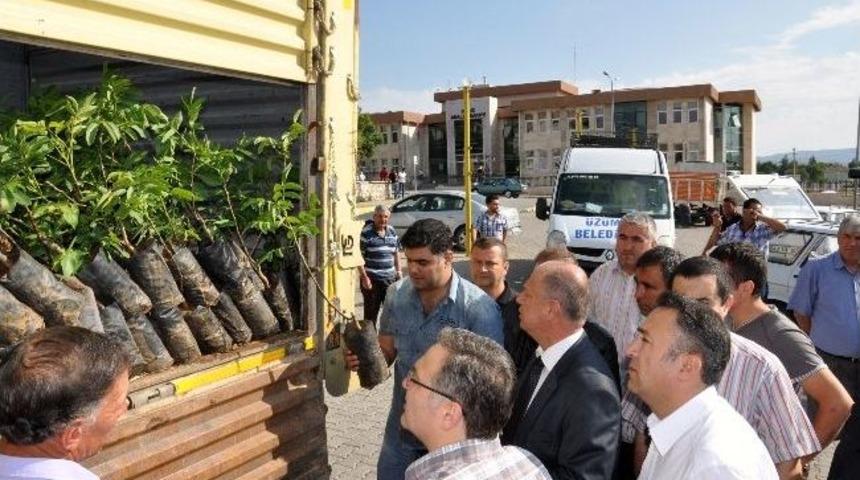 Gediz'de 3 Bin 250 Adet Sertifikalı Ceviz Fidanı Dağıtıldı