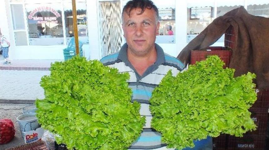 Son Yağışlar Sebze Üreticilerinin Yüzünü Güldürdü