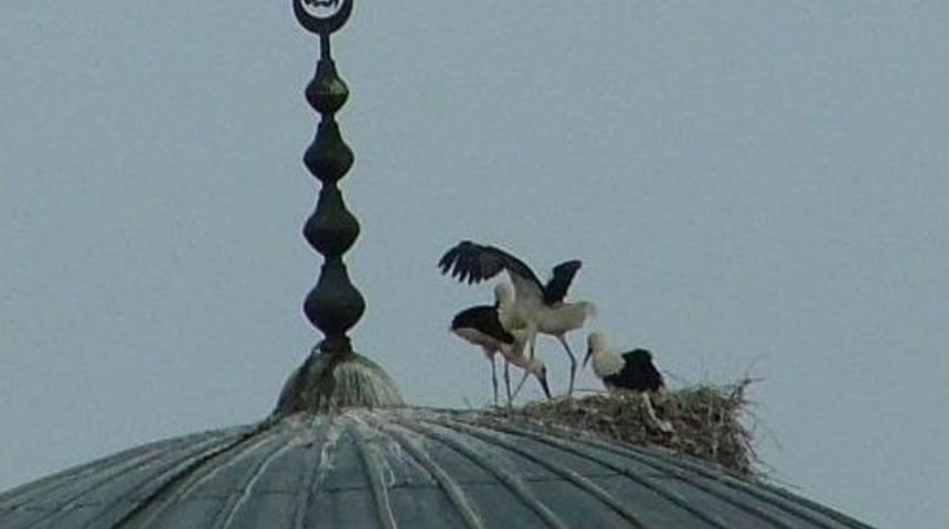 Yavru Leylekler U&ccedil;uş Hazırlığında