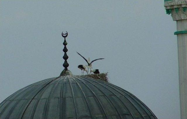 Yavru Leylekler Uçuş Hazırlığında