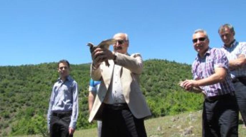Boyabat’ta 500 Keklik Doğaya Bırakıldı