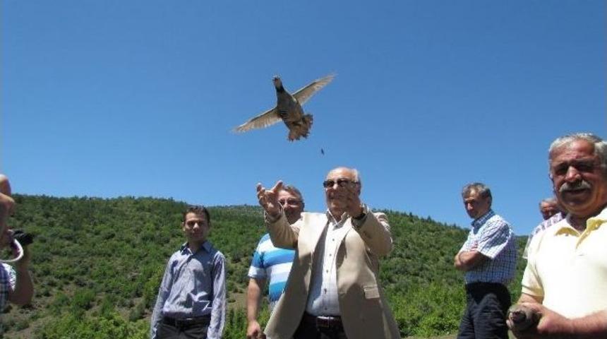 Sinop’ta 500 Keklik Doğaya Bırakıldı