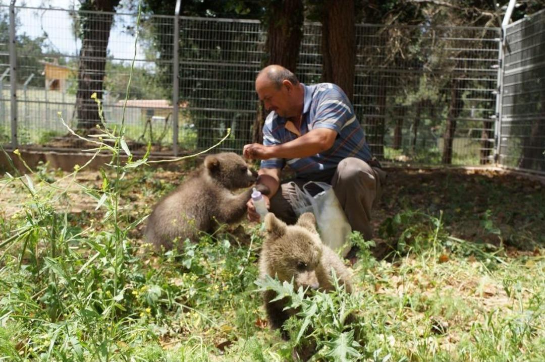 Şiddet G&ouml;ren Ayılara Barınakta &Ouml;zel Bakım