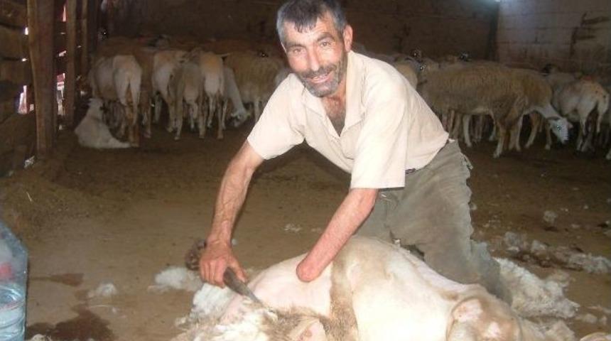Engelli Vatandaş, Aranan Koyun Kırkıcısı Oldu