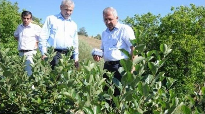 G&ouml;yn&uuml;kbelen&rsquo;de &Ouml;rnek &Ccedil;alışma: Yabanmersini Yetiştiriciliği