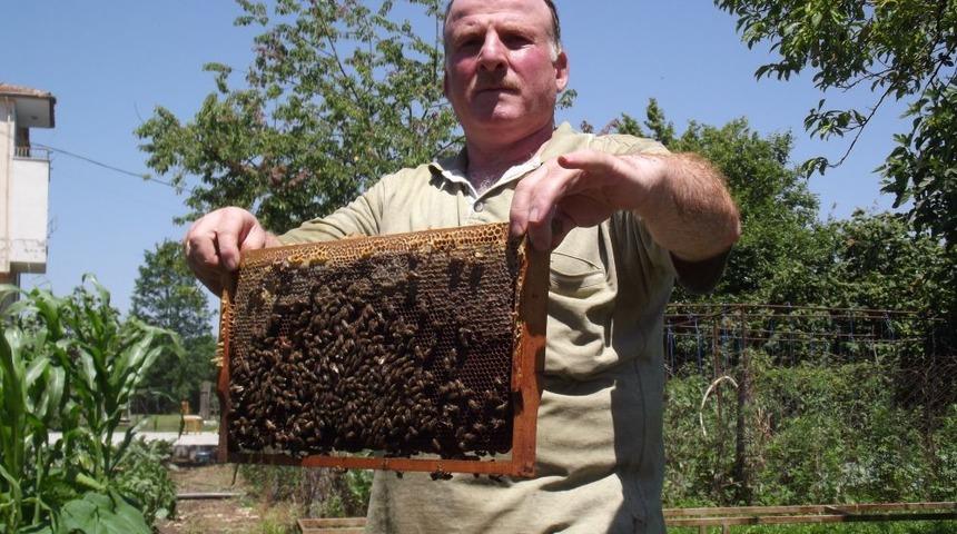 Samsun Arıcılar Birliği: Ucuz Bal Alayım Derken Sağlığınızdan Olmayın