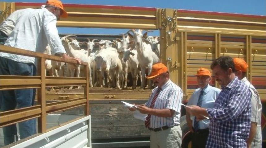 &Ccedil;ift&ccedil;ilere Y&uuml;ksek Verimli Saanen Ke&ccedil;ileri Dağıtıldı