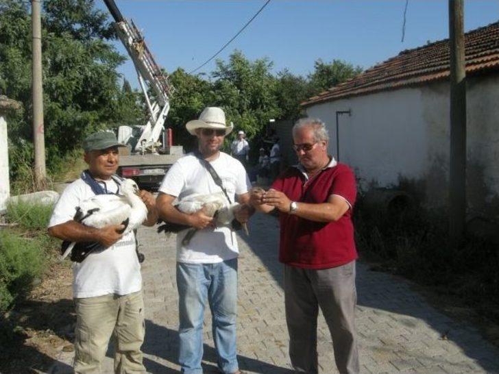 Leylek Yavrularına Halka Takıldı G2